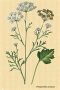 aniseed